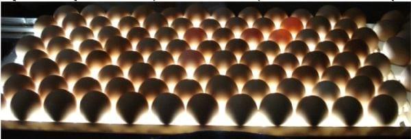 Desenvolvimento de um software de automação destinado ao manejo e controle de ovos em empresas de incubação - Image 2