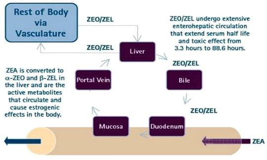 Toxicidade por Zearalenona, um Fator Significativo para Prejuízos Reprodutivos em Suínos - Image 3