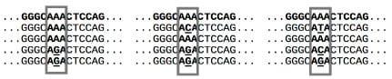 Modelagem difusa para suporte à decisão na descoberta de SNPs em sequências de cDNA - Image 1