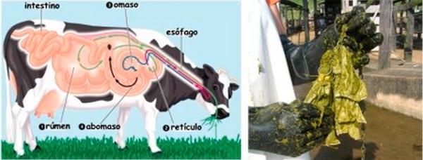 A emissão de metano pelas vacas - Image 2