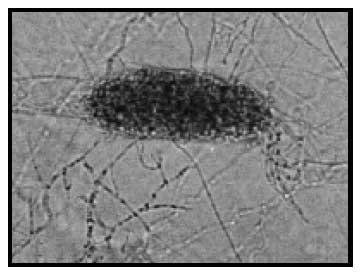 Fungos nematófagos - Image 1