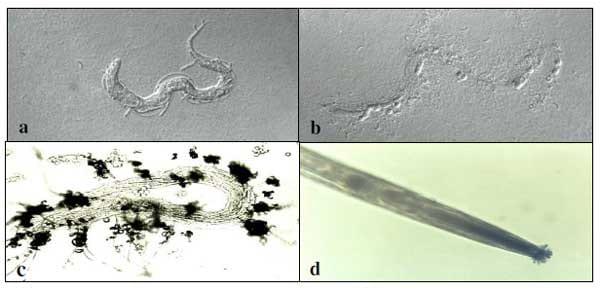 Fungos nematófagos - Image 2