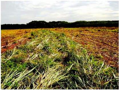 Consórcio milho – cana-de-açúcar: alternativa para a produção de forragem e cobertura de solo no outono-inverno, na região oeste do Estado de São Paulo - Image 13