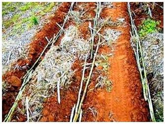 Consórcio milho – cana-de-açúcar: alternativa para a produção de forragem e cobertura de solo no outono-inverno, na região oeste do Estado de São Paulo - Image 3