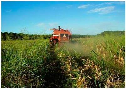 Consórcio milho – cana-de-açúcar: alternativa para a produção de forragem e cobertura de solo no outono-inverno, na região oeste do Estado de São Paulo - Image 11