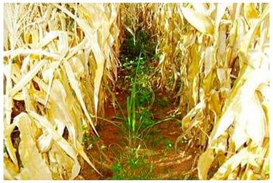 Consórcio milho – cana-de-açúcar: alternativa para a produção de forragem e cobertura de solo no outono-inverno, na região oeste do Estado de São Paulo - Image 9
