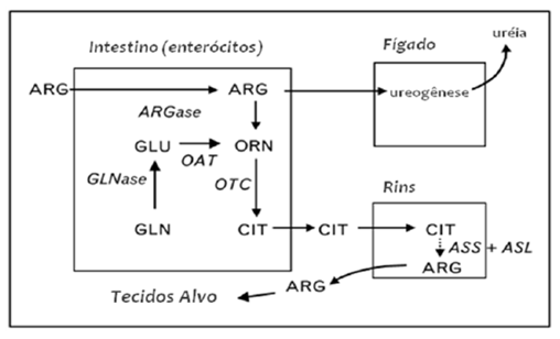 Eixo intestino-rins no metabolismo da arginina. ARG- arginina; ARGase- arginase; ASS+ASL- arginosuccinato sintase + arginosiscinato sintase; CIT- citrulina; GLN- glutamina; GLNase- glutaminase; GLU- glutamato; OAT- ornitina aminotransferase; ORN- ornitina; OTC- ornitina transcaboxilase (Viana, 2010) 
