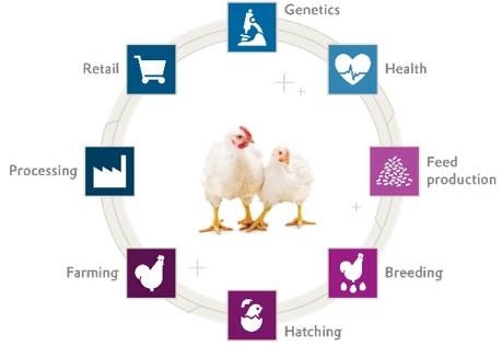 Aumento da lucratividade na cadeia de valor avícola através do gerenciamento inteligente de dados - Image 2