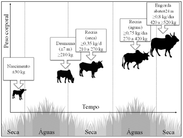  Figura 2. Ilustração de metas para produção de bovinos de corte. Fonte: elaborado pelos autores (imagens sem restrição de uso).