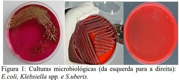 Mastites causadas por Escherichia coli, Klebsiella spp. e Streptococcus uberis relacionadas ao sistema de produção Compost Barn e o impacto na qualidade do leite - Image 1