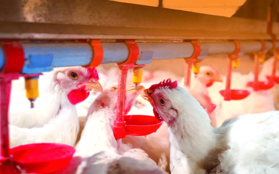 Adsorvente melhora desempenho de frangos desafiados com aflatoxina e fumonisina