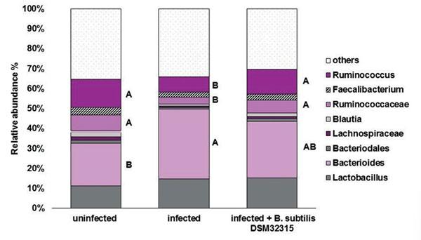 Figura 3. A abundância relativa (%) dos principais grupos bacterianos presentes na microbiota cecal de frangos de corte desafiados com Cp e suplementados com B. subtilis DSM 32315.