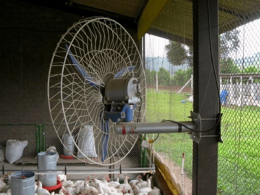 Avaliação de sistemas de ventilação (fixo e oscilante) e materiais de cama (casca de arroz e palhada de soja) na produção de frangos de corte - Image 1